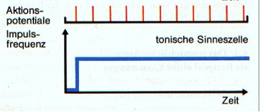 <ul><li><p>Reagieren dauerhaft auf einen Reiz</p><ul><li><p class="MsoNormal">Senden kontinuierlich Aktionspotenziale, solange der Reiz vorhanden ist</p></li><li><p class="MsoNormal">Kaum oder keine Adaptation</p></li></ul></li><li><p class="MsoNormal">Codieren vor allem Reizdauer und Reizstärke</p></li><li><p class="MsoNormal">Bsp.: Schmerzrezeptoren, Muskelspindeln, Lage-/Dehnungsrezeptoren</p></li><li><p class="MsoNormal">Feuern auch dann weiter, wenn sich der Reiz nicht verändert</p></li></ul><p></p>