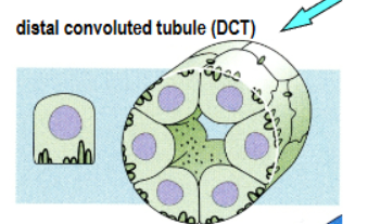 <p>1st segment of distal tubule. DCT is very similar to cells of the TAL. (mitochondria associated with extensive basal membrane interdigitations. More complex and cuboidal and more involved in absorption and secretion)</p>