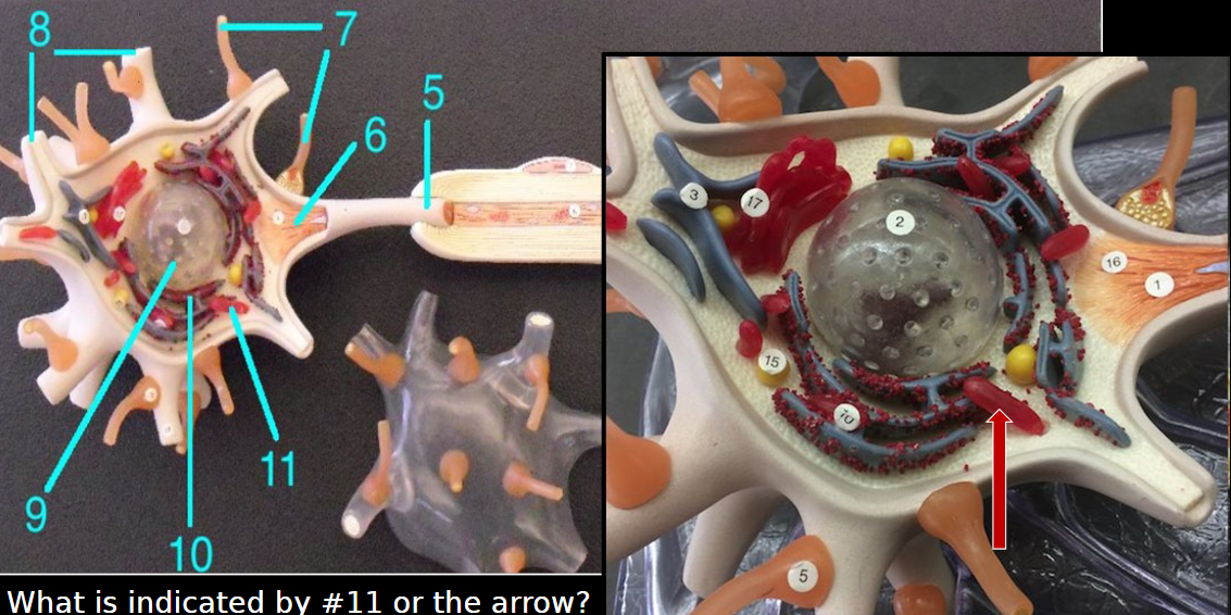 <p>11</p>