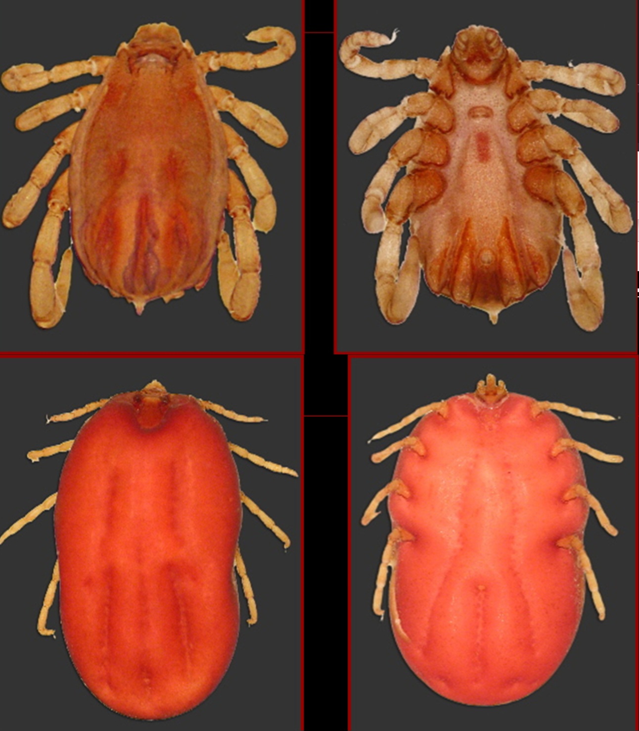 <p>What tick is this?</p>