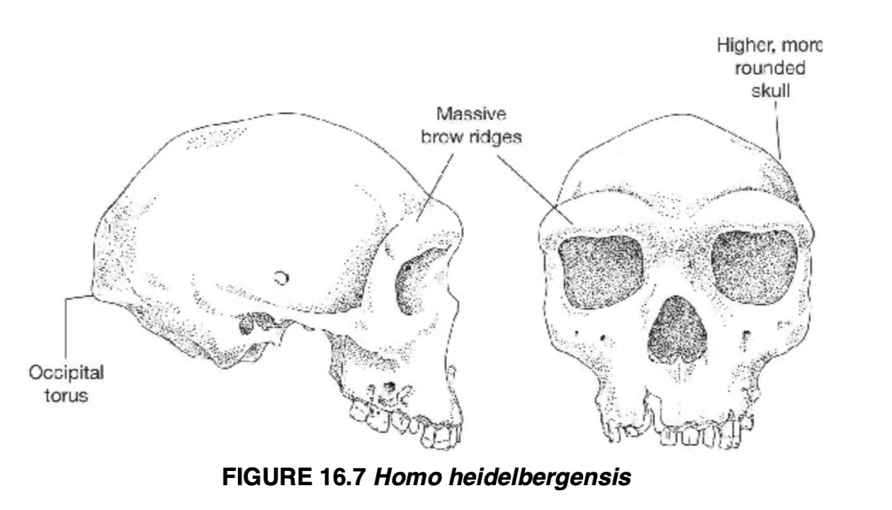 <p>Homo heidelbergensis</p>