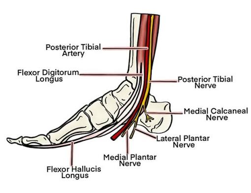 <p>What is the path of the tibial nerve?</p>