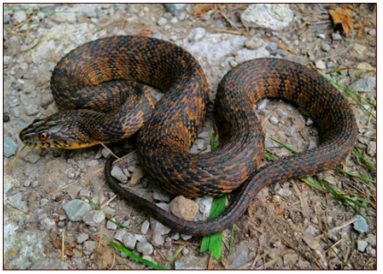 <p>nonvenomous (labial bars)</p>