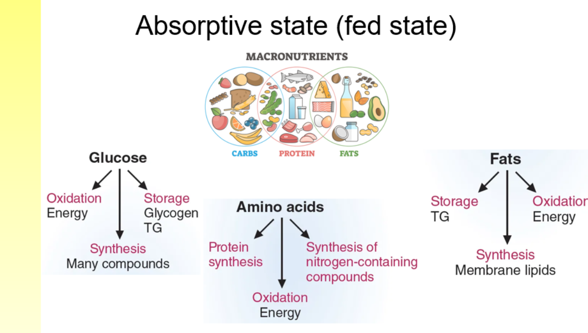 <ul><li><p>when we have food we gain nutrients such as glucose, amino acids and fats </p></li><li><p>insulin affects each of these </p></li><li><p>it uses them  for synthesis, and energy </p></li></ul><p></p>