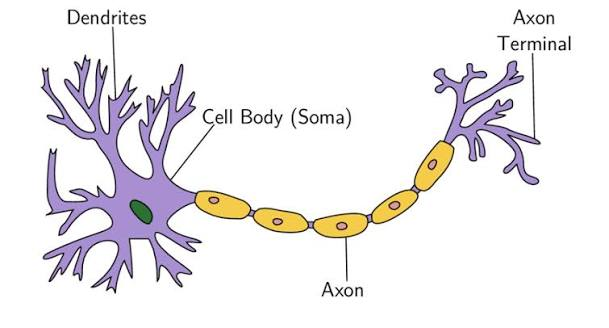 <ul><li><p><span>The core region of a neuron is is the cell body</span></p></li><li><p><span>The branching extensions are the dendrites</span></p><ul><li><p><span>There is many dendrites</span></p></li></ul></li><li><p><span>The main "root" is the axon</span></p><ul><li><p><span>There is only one axon</span></p></li></ul></li></ul><p></p>
