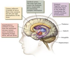 <p>Cerebral Cortex, Basal Ganglia, Limbic System, Thalamus, Hypothalamus</p>