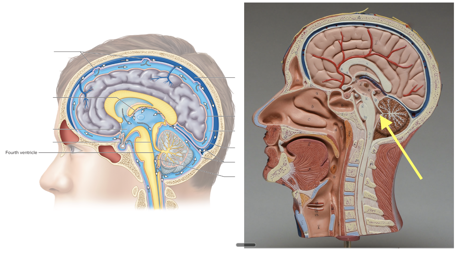 <p><strong>Location: Between cerebellum &amp; brainstem; Function: Allows CSF to flow </strong></p>