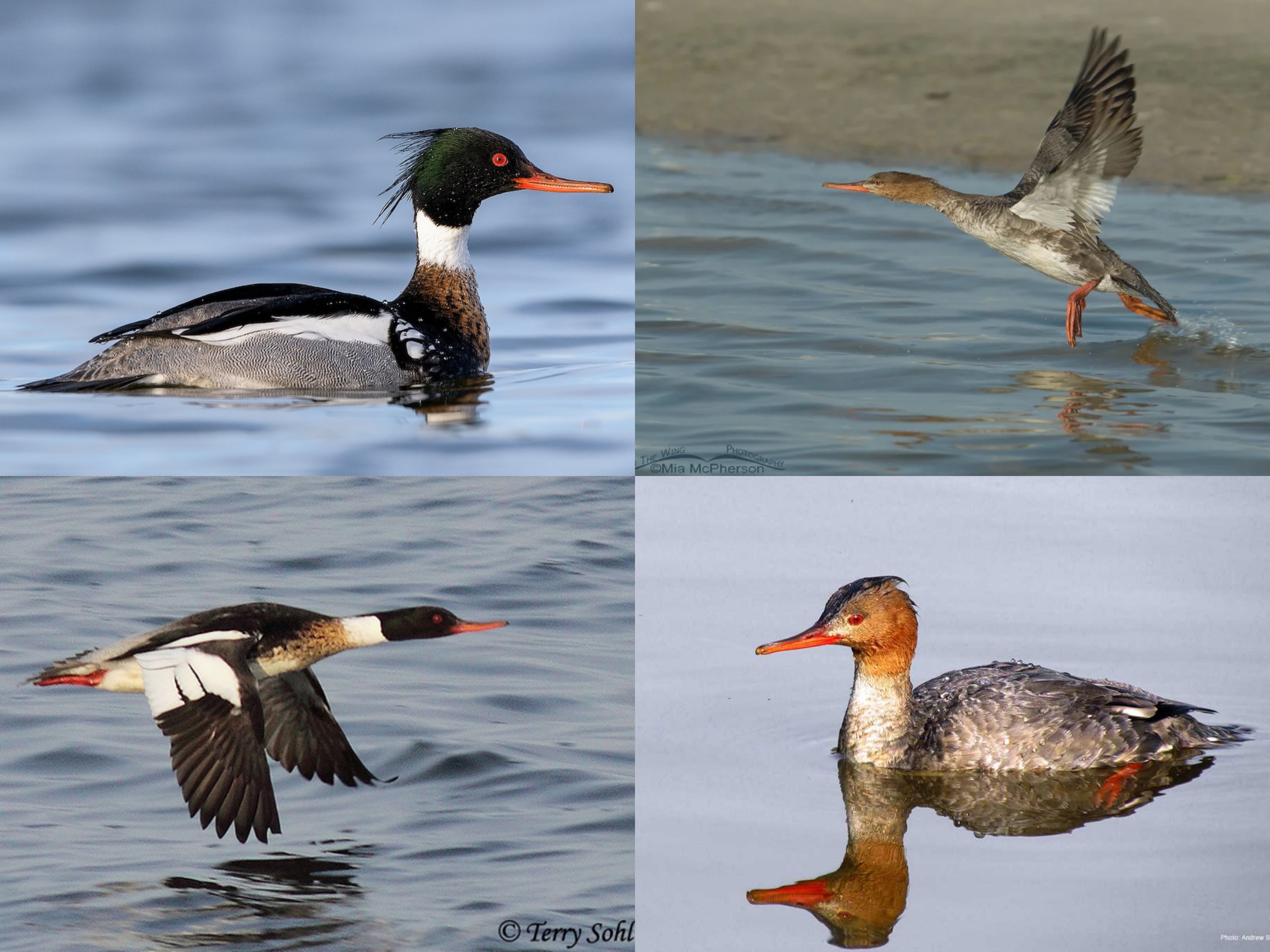 <p>Order: Anseriformes</p><p>CN: Red-breasted Merganser</p><p>Alpha Code: RBME</p>