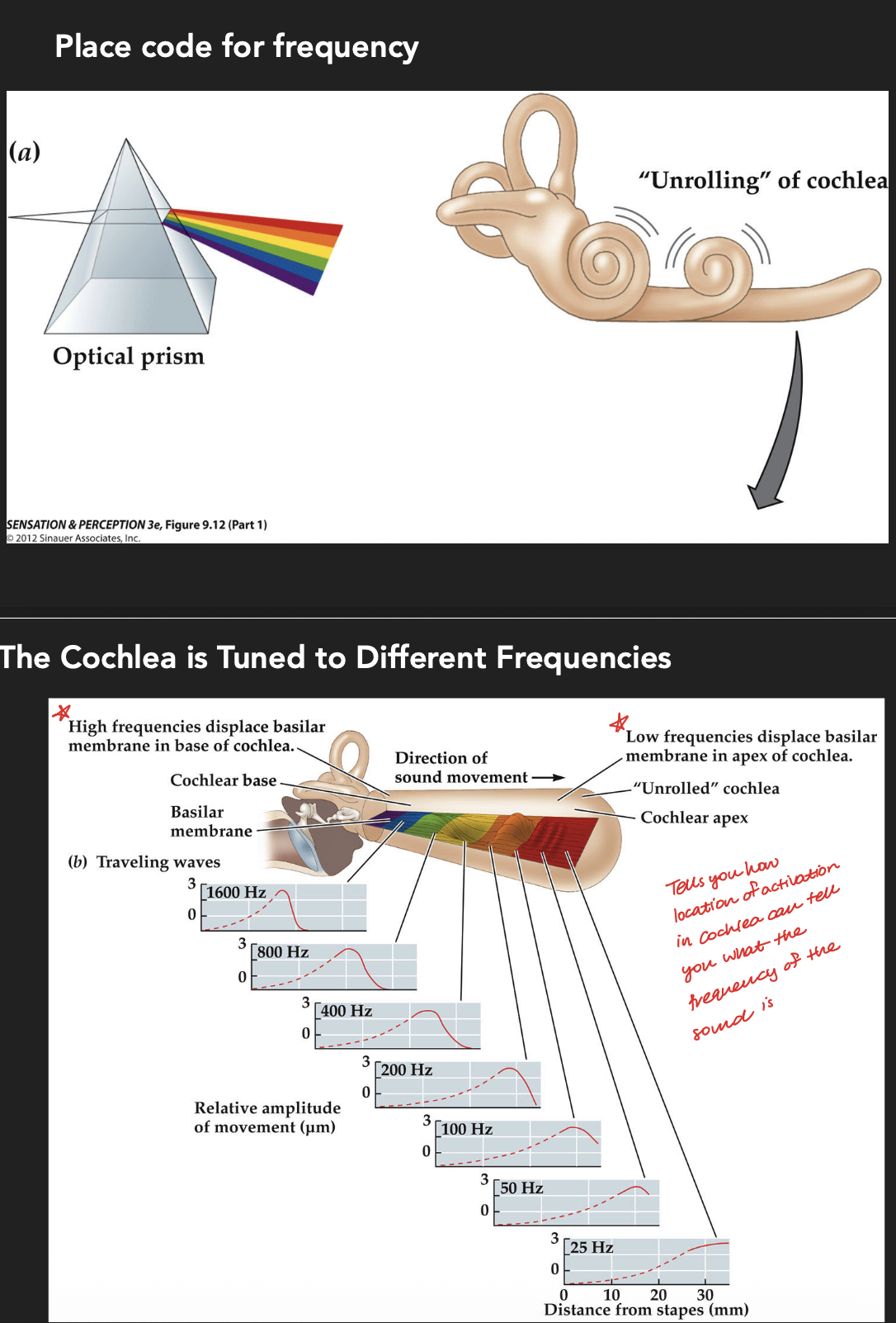 <ol><li><p><strong>Amplitude:</strong><br>This is coded in the cochlea by the amount of displacement of the hair cells (the higher the amplitude of the sound waves, the larger the movement of the tectorial membrane)</p></li></ol><p></p><ol><li><p><strong>Frequency:</strong></p></li><li><p>This is coded via place coding where different parts of the cochlea are tuned to different frequencies because of the shape of the basilar membrane (high frequencies bend the stiffer regions of the membrane of the cochlea, and lower frequencies bend the more flexible regions near the apex of the cochlea)</p></li></ol><p></p>