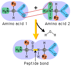 <p>peptide bond</p><p>(one water molecule is eliminated)</p>