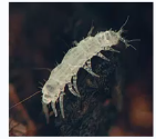 <p><2mm long</p><p>11-12 segments with 9-11 pairs of legs</p><p>whitish and blind</p><p>eat fungi </p><p>forked antennae.</p>