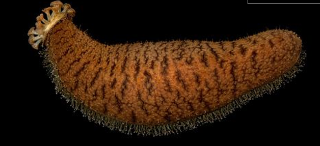 <p>Phylum<br>Class</p>