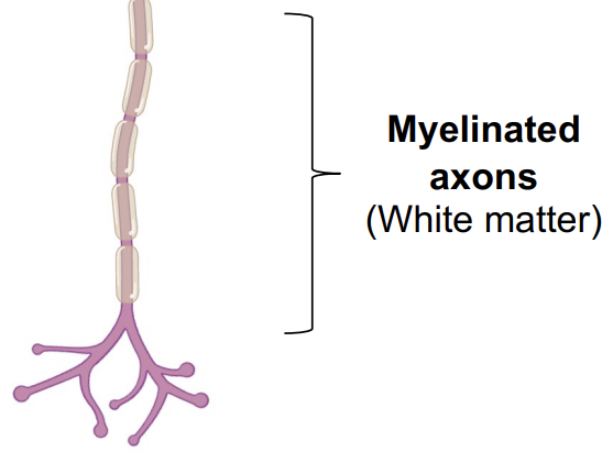 <p>Myelinated axons </p>