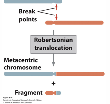 <p>• Two telocentric/nearly telocentric chromosomes combine to make one larger, more metacentric chromosome.</p><p>• Some small amount of DNA is lost but often not noticeable. </p><p>• Isochromosomes – two chromosomes joined are homologs.</p>