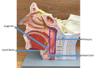 <p>pharynx, vocal cord, hyoid bone, epiglottis</p>