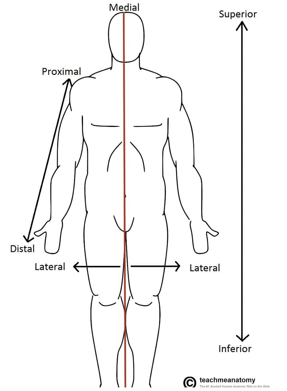 <p>The standard body position used as an anatomical reference point</p>
