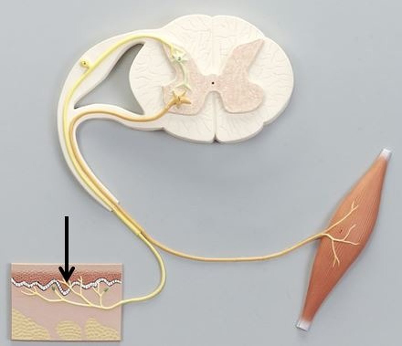 <p>Identify this structure of a reflex arc (be specific).</p>