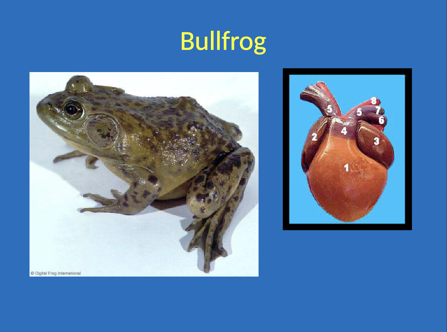<ul><li><p>the atrial hump is smaller and has thinner walls because it only pumps to the ventricles and does not need high force. the ventricular hump is larger because it pumps to the body and needs thicker walls to provide force</p></li><li><p>silver wires used to stimulate the muscles were not needed in this experiment because the heart is autorhythmic and needs to input</p></li></ul><p></p>