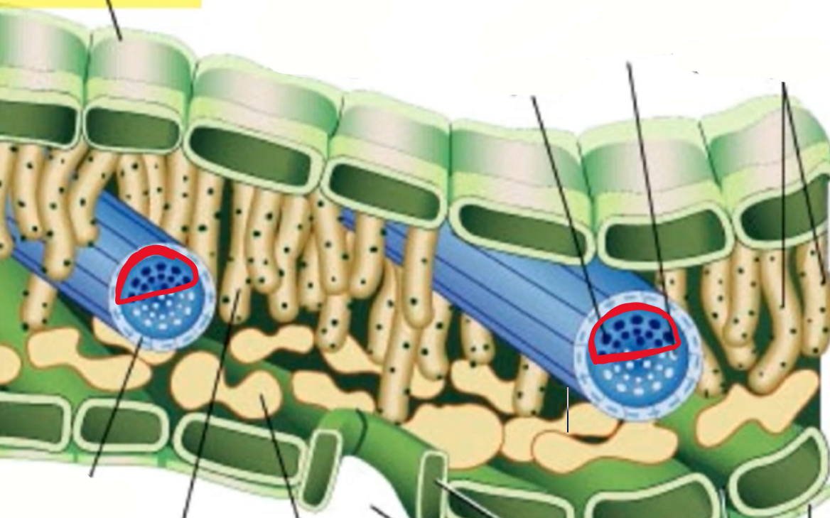 <p>top of vascular bundle which carries water from the roots to the leaves</p>
