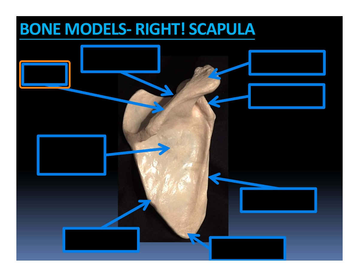 Identify the highlighted structure in the Right Scapula: Posterior View diagram.