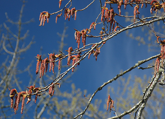 <p>Old bark deeply furrowed. Simple, alternate, shiny dark green leaves above, silvery below. Lives in moist soil. </p>