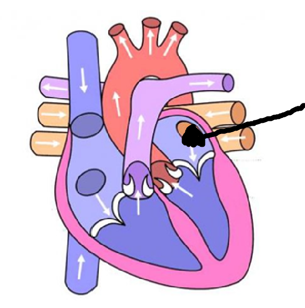 <p>6th location + blood type + where it goes through</p>