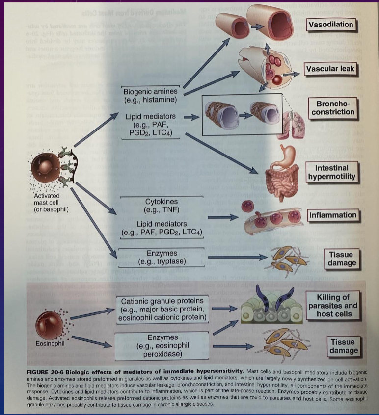 <p>biological effects of mediators of immediate response (other side is my notes okay dont be mad) </p>