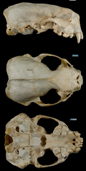 <p>Enhydra lutris</p>