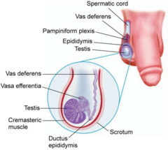 <p>Stiff, tubular duct transporting sperm from the epididymis toward the ejaculatory duct.</p>