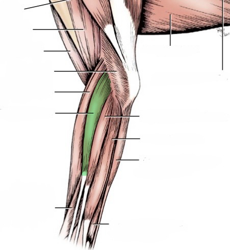 <p>action- extend digits 2-5, extend carpus</p><p>origin- lateral epicondyle of humerus</p><p>insertion- distal end of phalanges of digits 2-5</p><p>innervation- radial n. </p>