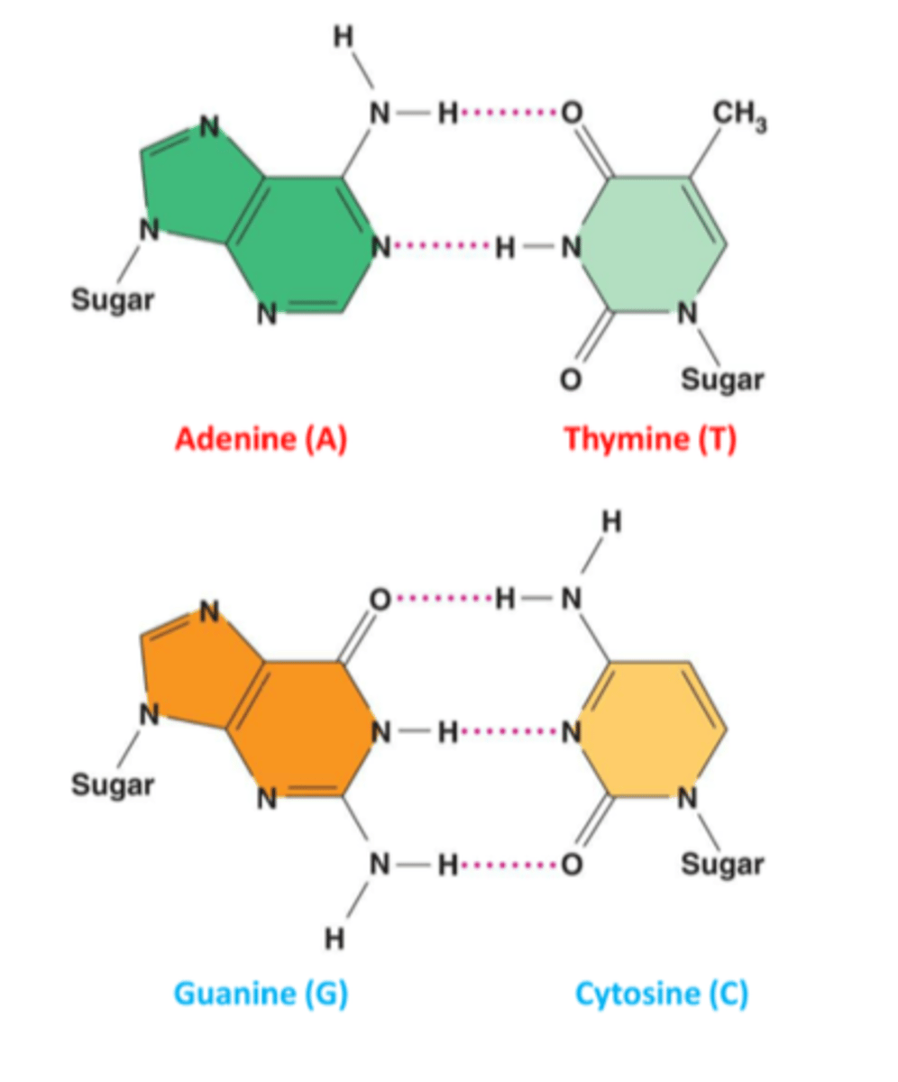 <p>phosphate, deoxyrubose sugar, nitrogenous base.</p><p>Covalent bonding sugar base is backbone of strand.</p><p>Each sugar attaches repetitively to 2 phosphates 3 1(3 prime carbon) to 5 1 ( 5prime carbon)</p><p>Adenine(A) pairs with Thymine(T) Guanine (G) pairs with Cytosine (C).</p><p>An antiparallel arrangement runs in opposite direction of other. 5 1 to 3 1 to 3 1 to 5 1.</p><p>This is significant to DNA and protein production.</p>