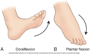 <p>d = decrease angle bt dorsum + lower leg, moving foot + toes upward</p><p>p = extending ankle joint, moving foot + toes downward</p>