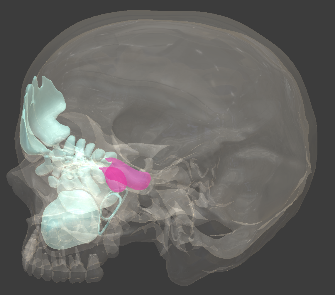 <p>bone/structure highlighted in pink</p>