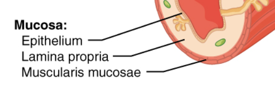 <p>epithelium that is in contact with the contents in the lumen; underlying connective tissue called the lamina propria; and a thin layer of smooth muscle called the muscularis mucosae</p>