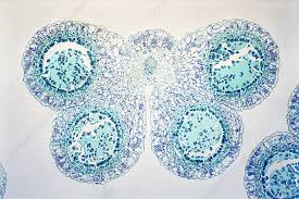 <p>Pollen is producd</p>