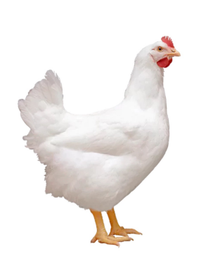 <ul><li><p>Broiler type</p></li><li><p>2.52 kg live weight at 35 days</p></li><li><p>USA</p></li><li><p>Fast growth, excellent feed efficiency, uniform body size</p></li></ul><p></p>