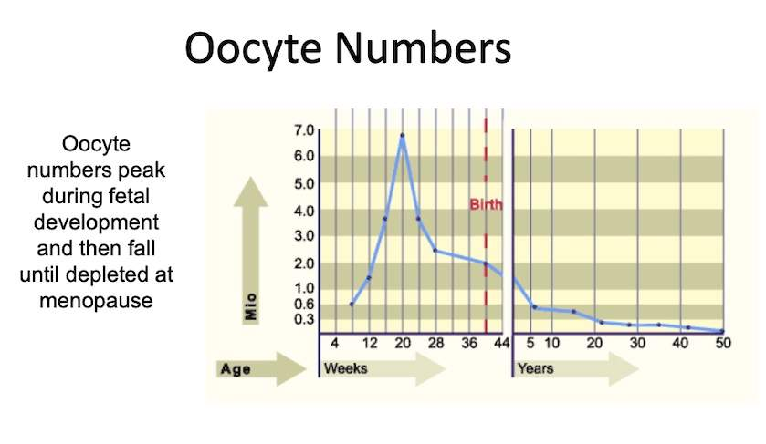 <p><span><span>The oocyte that you came from first developed when your biological mother was in your biological grandmother's womb. At birth, there are usually around 1 to 2 million oocytes, however that number drops to approximately 300, 000 by puberty. The graph below depicts the number of oocytes generally present throughout life. The exact reason for the peak at 5 months of pregnancy is unclear, but what is clear, is that the ovary stockpiles the oocytes. One possible reason is that it allows the person to have enough oocyte, and healthy oocytes throughout their reproductive life. We also know that oocytes do not replace themselves, and eventually, oocyte number become depleted and signal the beginning of menopause. </span></span></p>