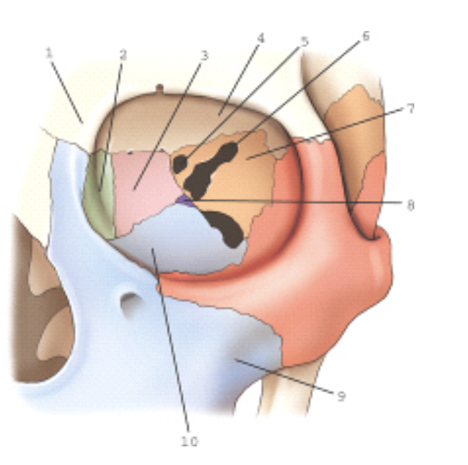 <p><span><span>Part </span><strong><span>10</span></strong><span> is part of which bone?</span></span></p>