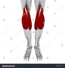 <p>Plantar flexes foot, flexes knee (Calves)</p>