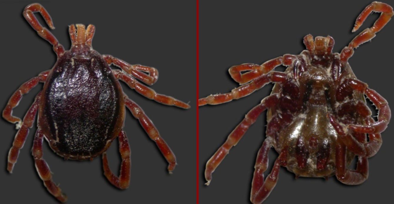 <p>What tick is this?</p>