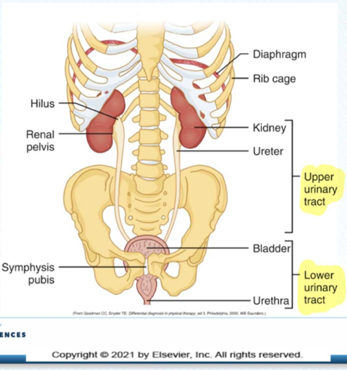 <p>1. Bladder</p><p>2. Urethra</p>