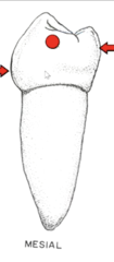 <p>occlusal, middle</p>