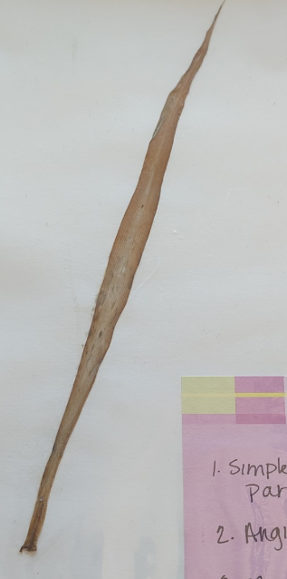 <p>Simple Leaf</p><p>Angiosperm </p><p>Angiosperm </p><p>is it monocot or dicot?</p>