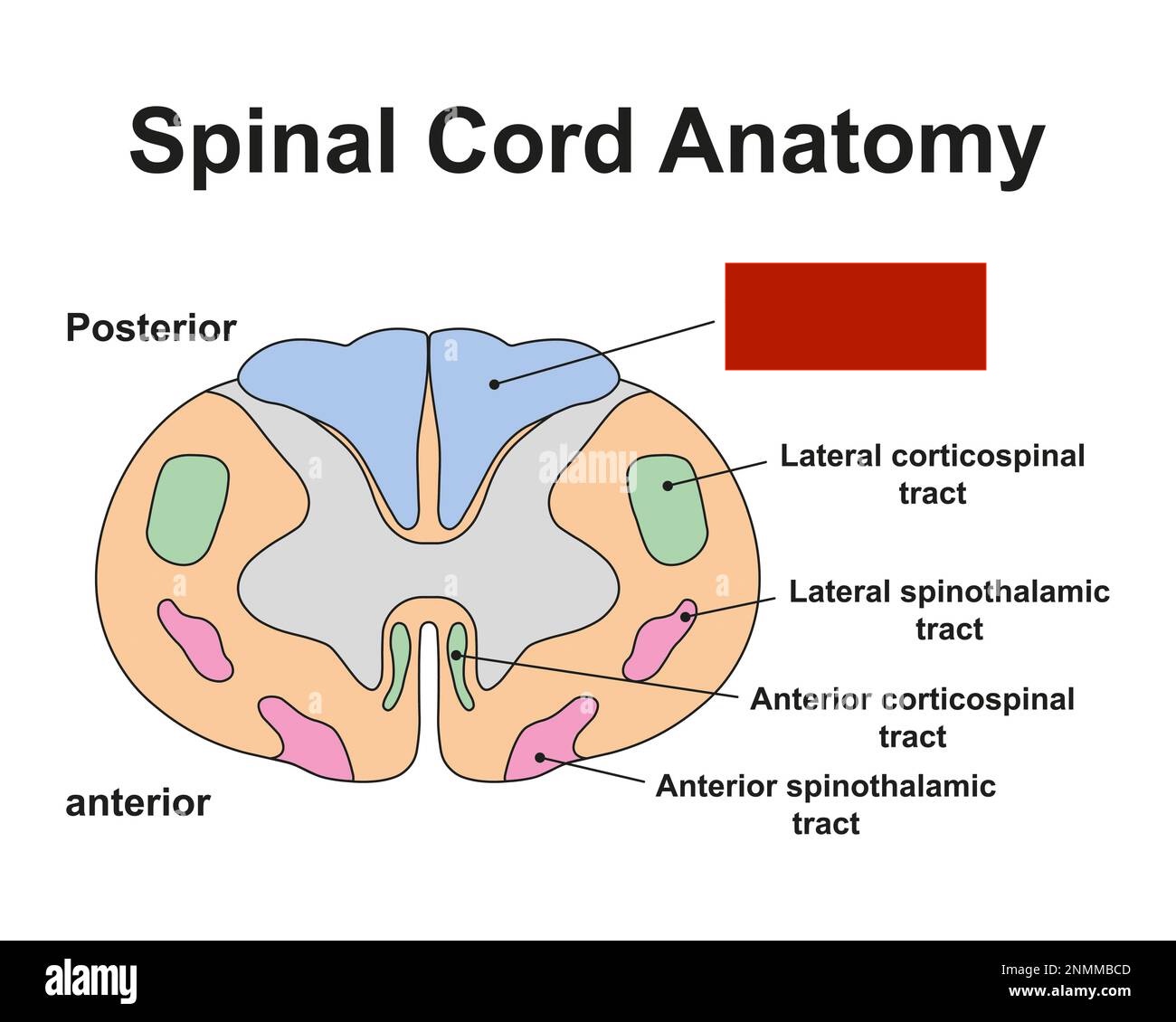 <p>white above the dorsal horn </p>