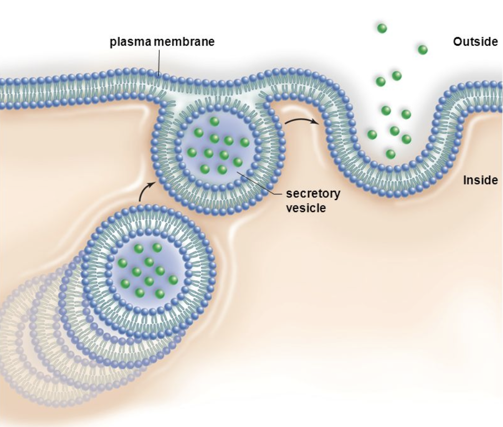 <p>These fuse with the cell membrane to deliver membrane proteins or to release secretory proteins. This is done by a process called exocytosis</p>