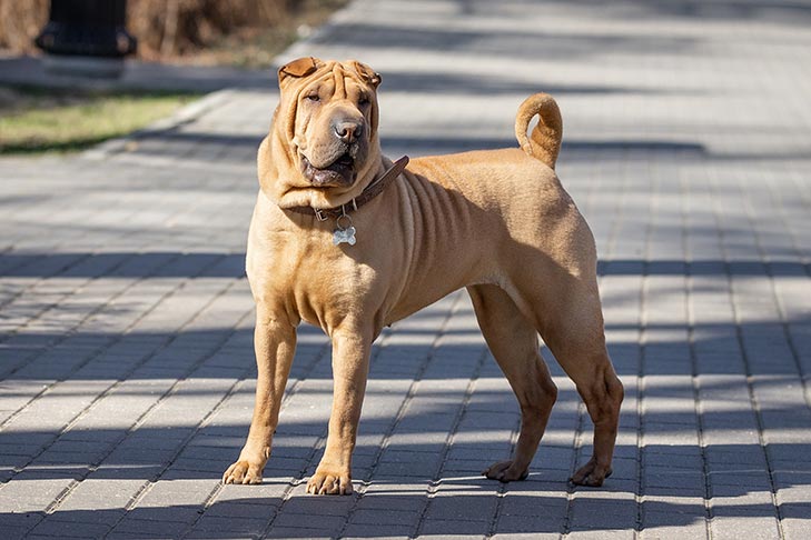 <p>What dog breed is this and what group are they in? HINT; Entropion, black tongue</p>