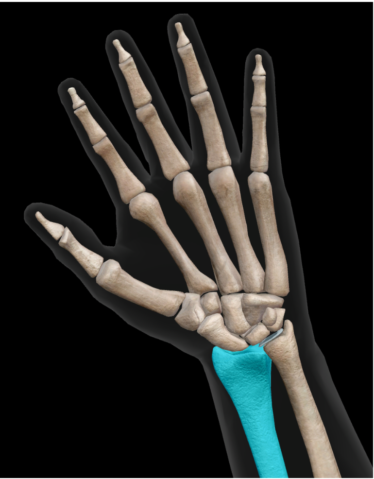 <p>Identify the name of the bone in the image.</p>