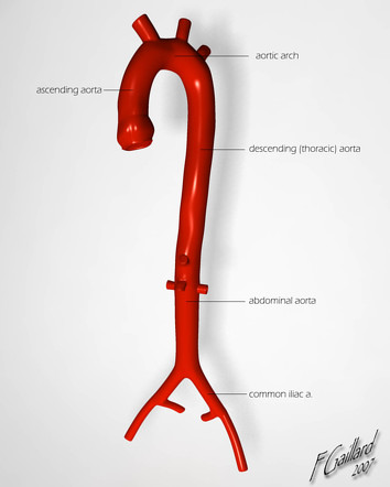 <p>Answer: Ascending aorta → aortic arch → descending thoracic aorta.</p><p>Extra Information:</p><ul><li><p>The ascending aorta is the most proximal segment.</p></li><li><p>The descending thoracic aorta continues inferiorly through the posterior mediastinum.</p></li></ul><p></p>