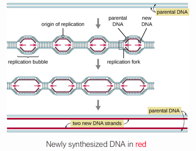 <p>A-T rich sequence(s) in the genome where DNA replication begins</p>