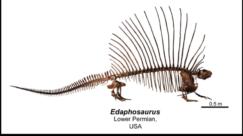 <ul><li><p>lower permian </p></li><li><p>USA<br></p></li></ul><p></p>